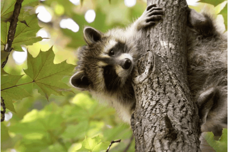 Raccoon-removal-Eviction