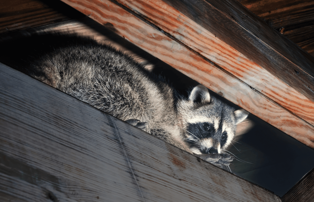 A raccoon hiding in the attic.