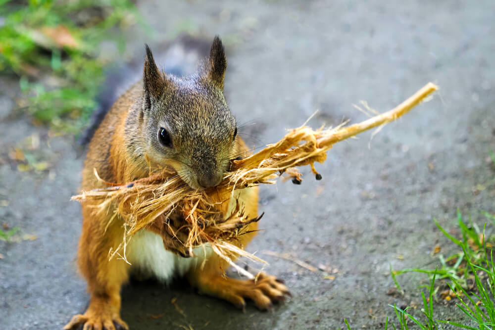 Squirrels may cause damage to properties.