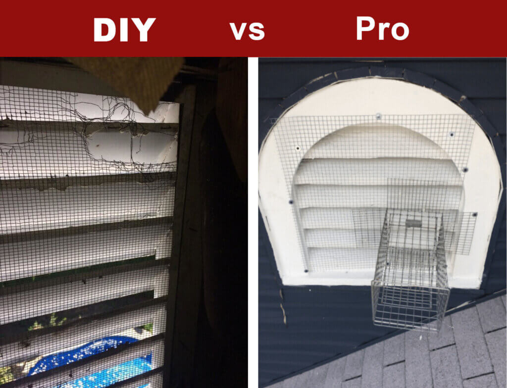 Comparison of DIY and Professional Pest Control Methods