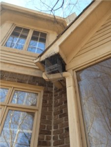 Spring Inspections - Critter Removal