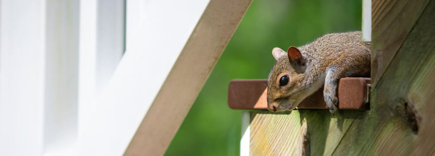 chipmunk removal