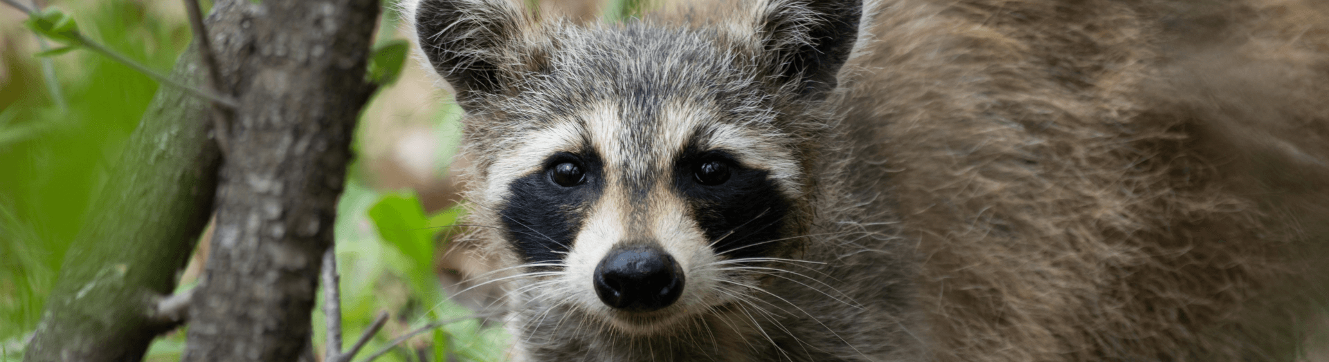 raccoon removal