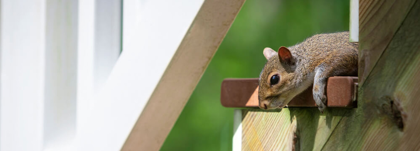 Squirrel removal