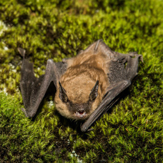 bat wildlife control