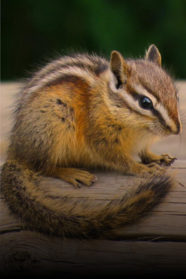 Chipmunk Removal Critter Removal