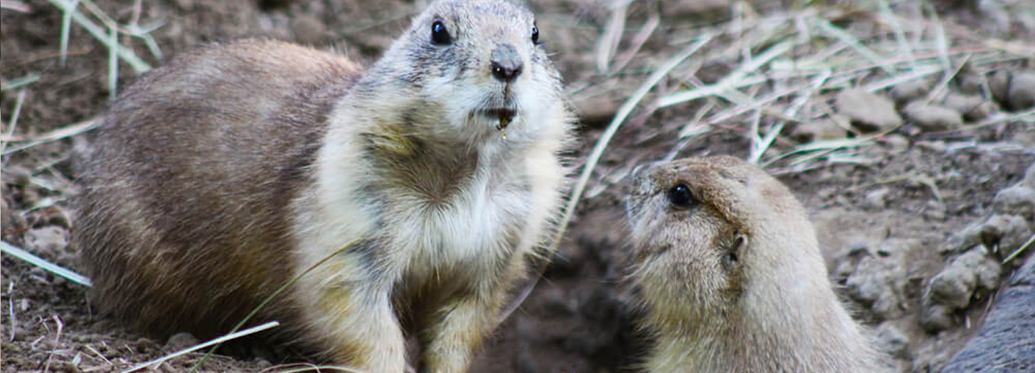 Groundhog removal