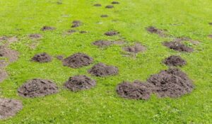 Spring Inspections - Mole in lawn garden