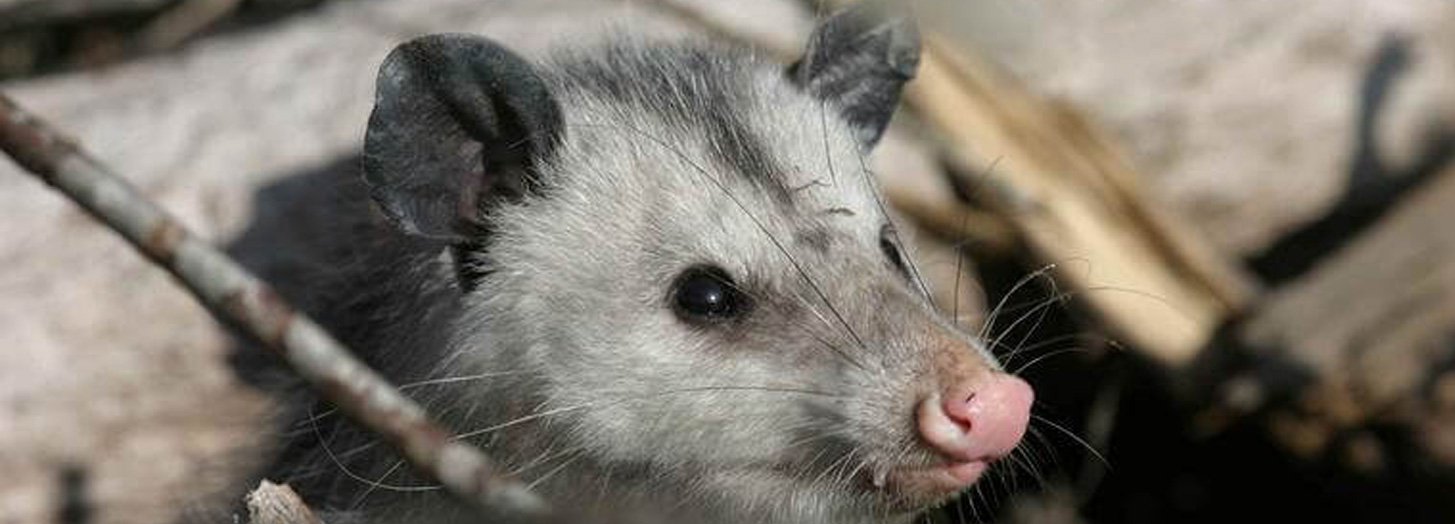 opossum removal