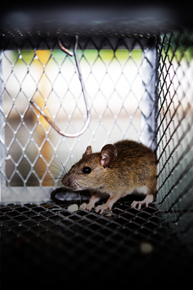 Rat Removal Critter Removal