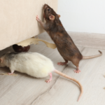 Critter Removal effective mice treatment