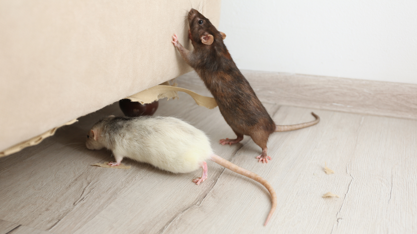 Critter Removal effective mice treatment