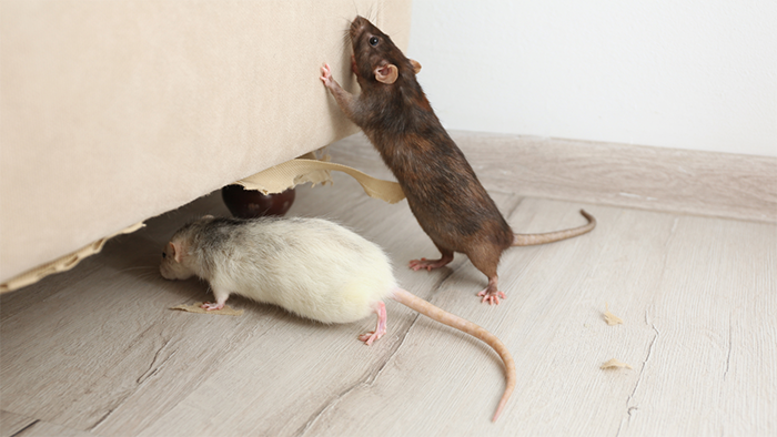 Effective Mice Treatment blog