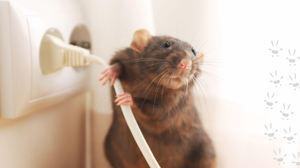 Got Mice? - Critter Removal