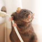 Got Mice? - Critter Removal