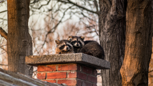 Raccoon Removal Tips - Chimney