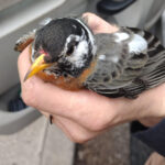 Bird removal Wildlife Removal - Humane Wildlife Removal