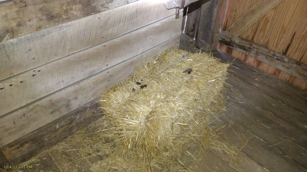 Strawtown Barn - Bat Guano - Critter Removal