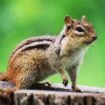 Chipmunks