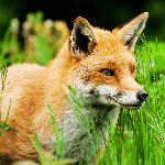 foxes