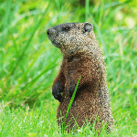 Moles