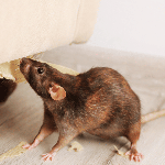 Mice, Mice Removal and Treatment