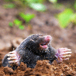 Moles