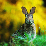 Rabbits