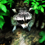 Raccoon
