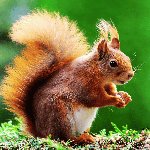 Squirrels