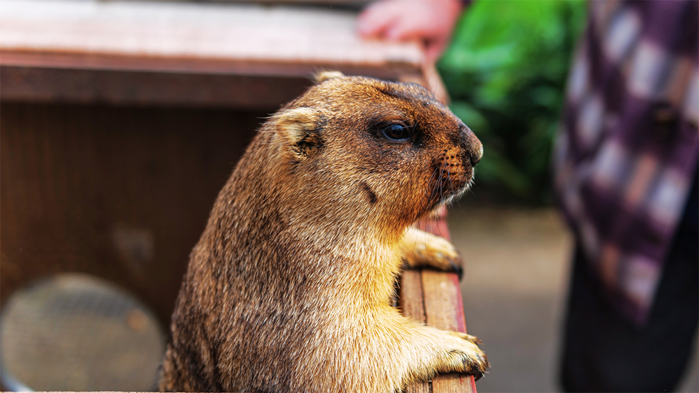 Critter Removal - groundhog removal cost