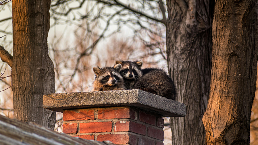 Raccoon Removal Cost - Critter Removal