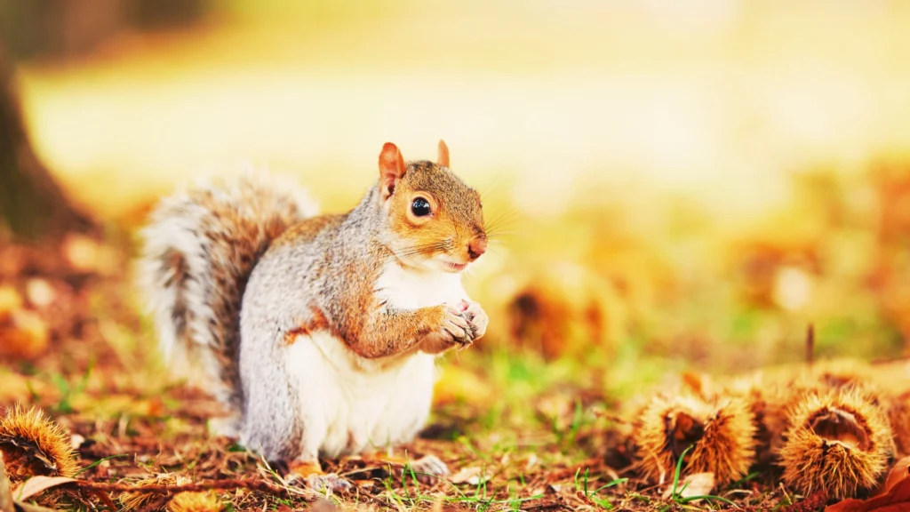 Squirrels - Squirrel Removal - Critter Removal
