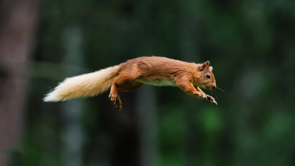 Squirrel Habitat - Critter Removal