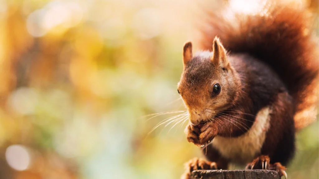Squirrel Sounds