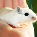 DIY Wildlife Removal
