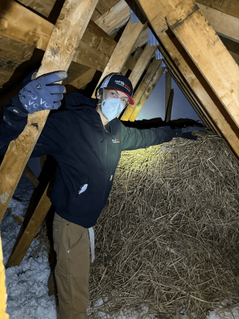 Critter Removal technician beside a six-foot bird’s nest for scale.