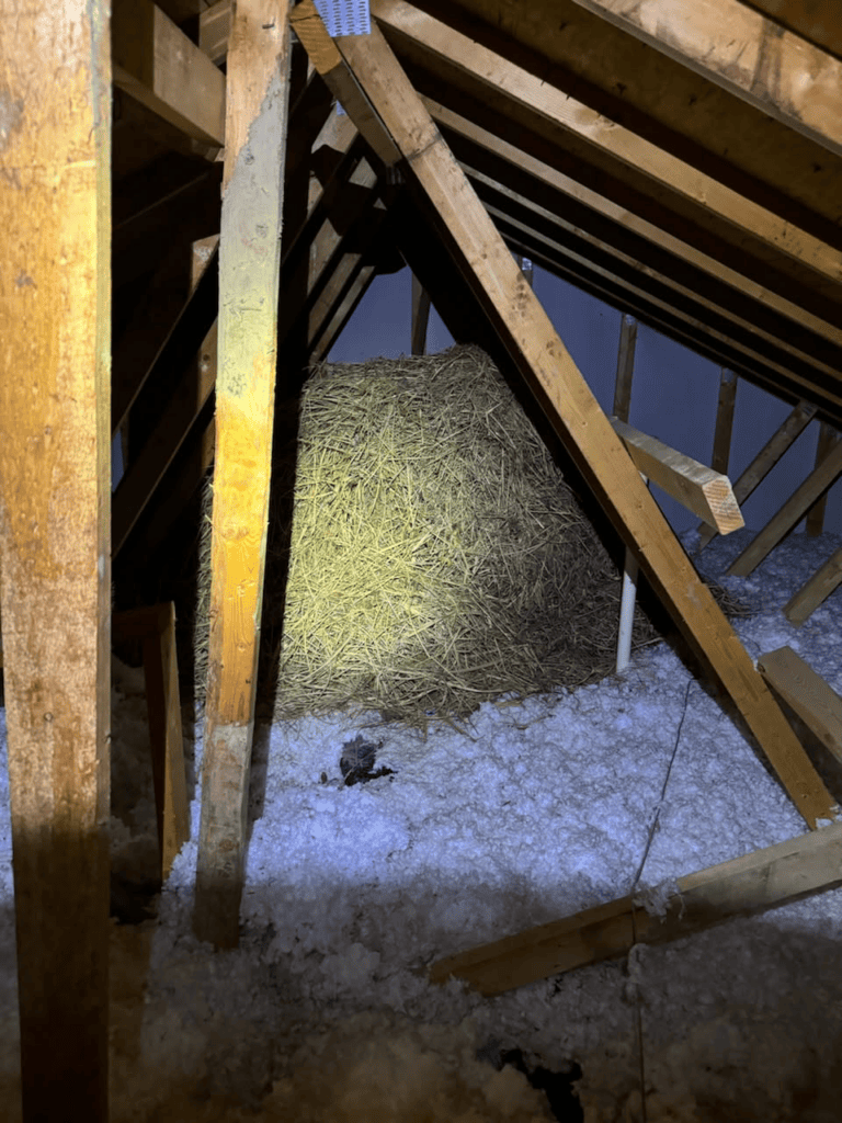 Six-foot bird’s nest removed from an Indianapolis attic.