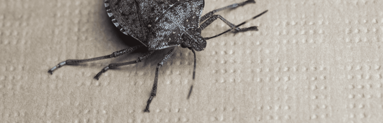 Stink Bug