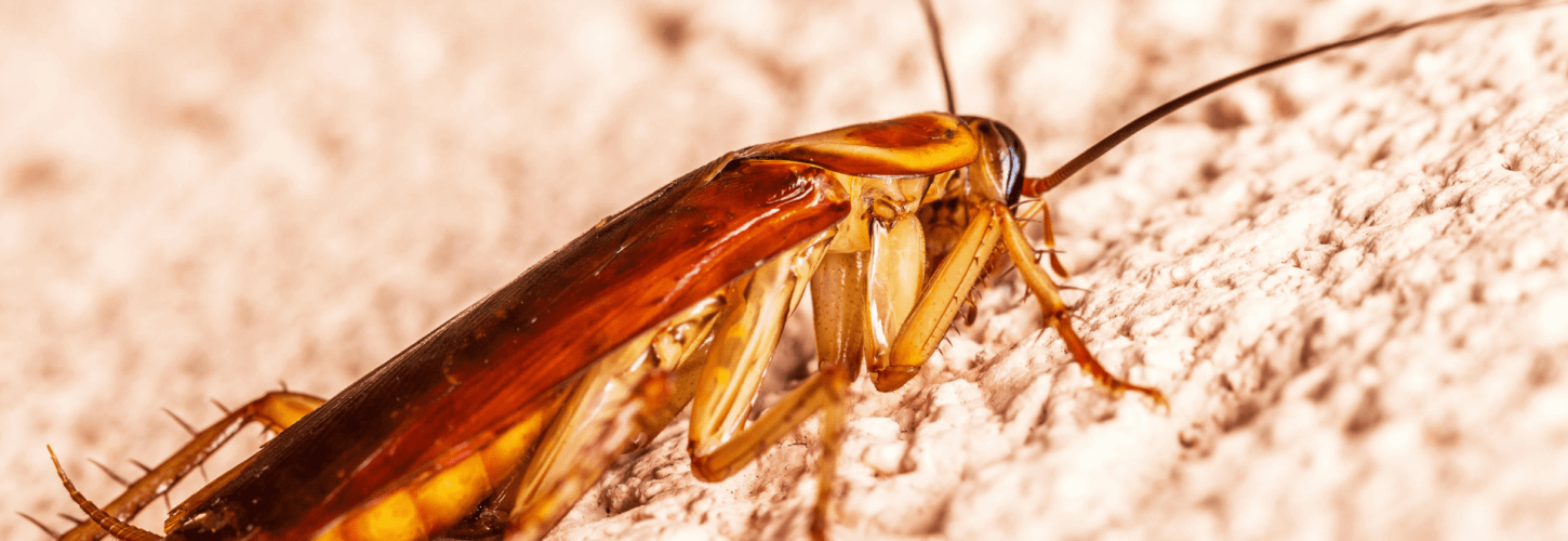 Cockroach