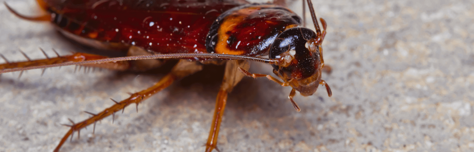 Cockroach - Cockroach Pest Control