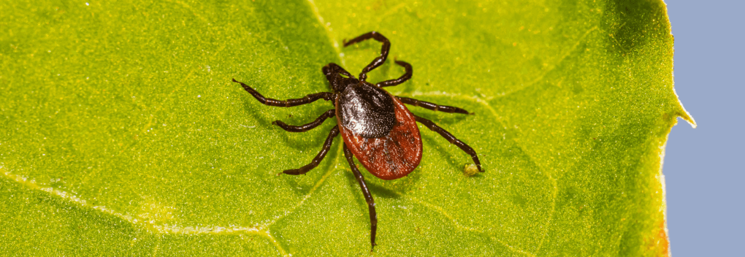 Tick On A Leaf