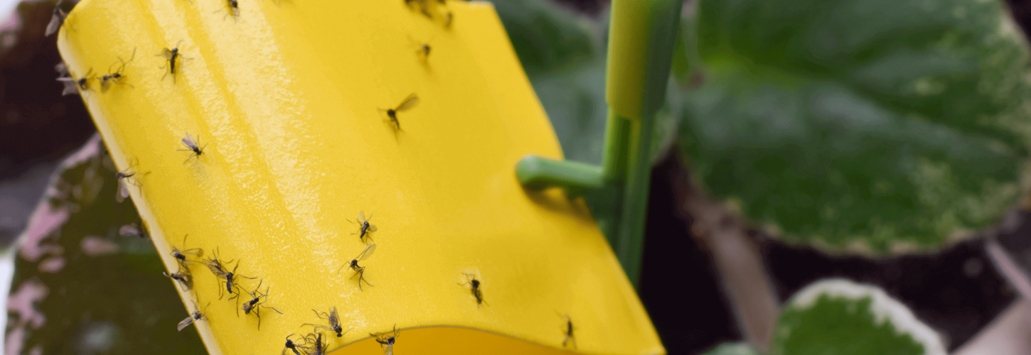 Gnats Stuck On A Sticky Trap