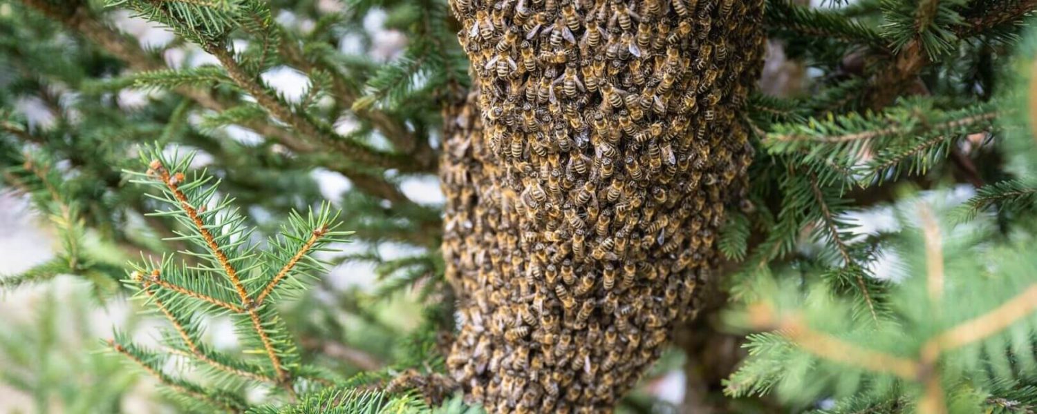 Swarm Of Bees